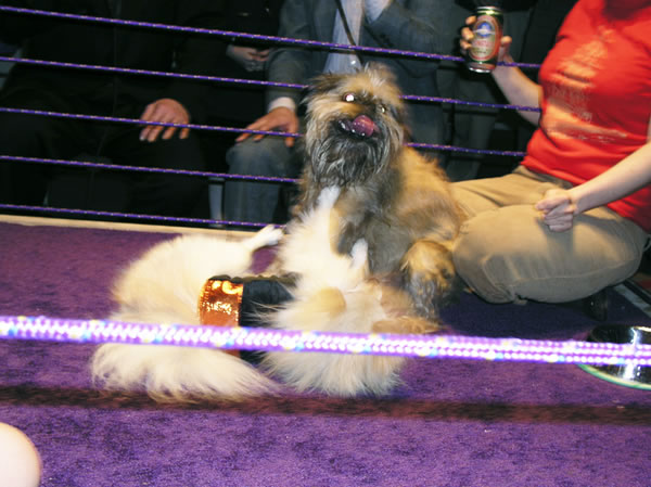 Laura nash, Dog Wrestling, NY, 2004